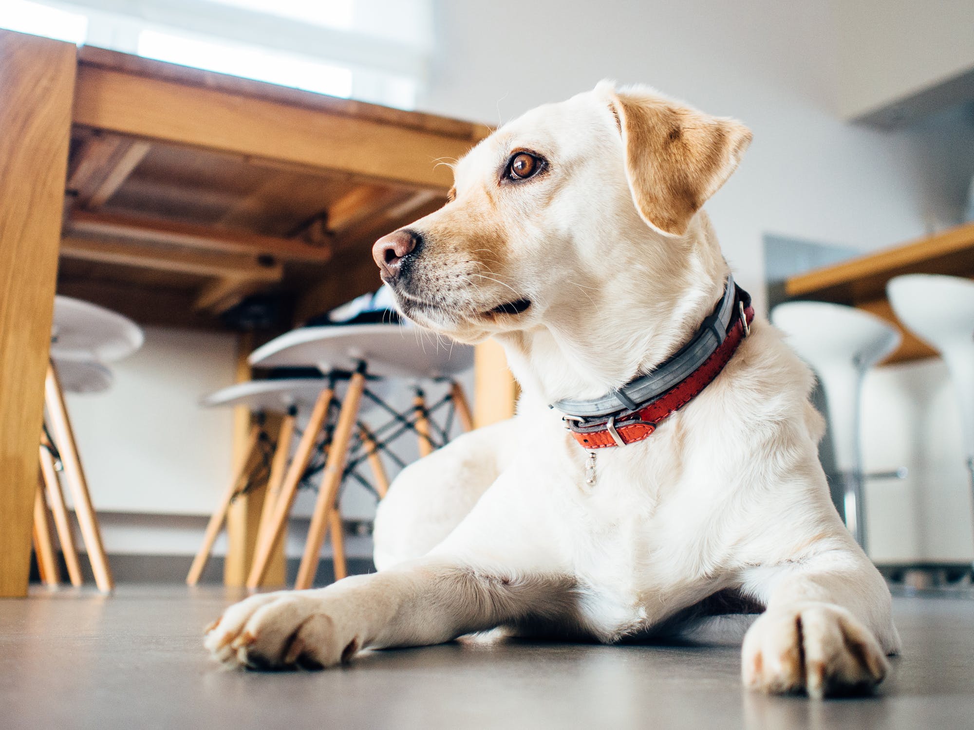 sicurezza-bimbo-cane-in-casa